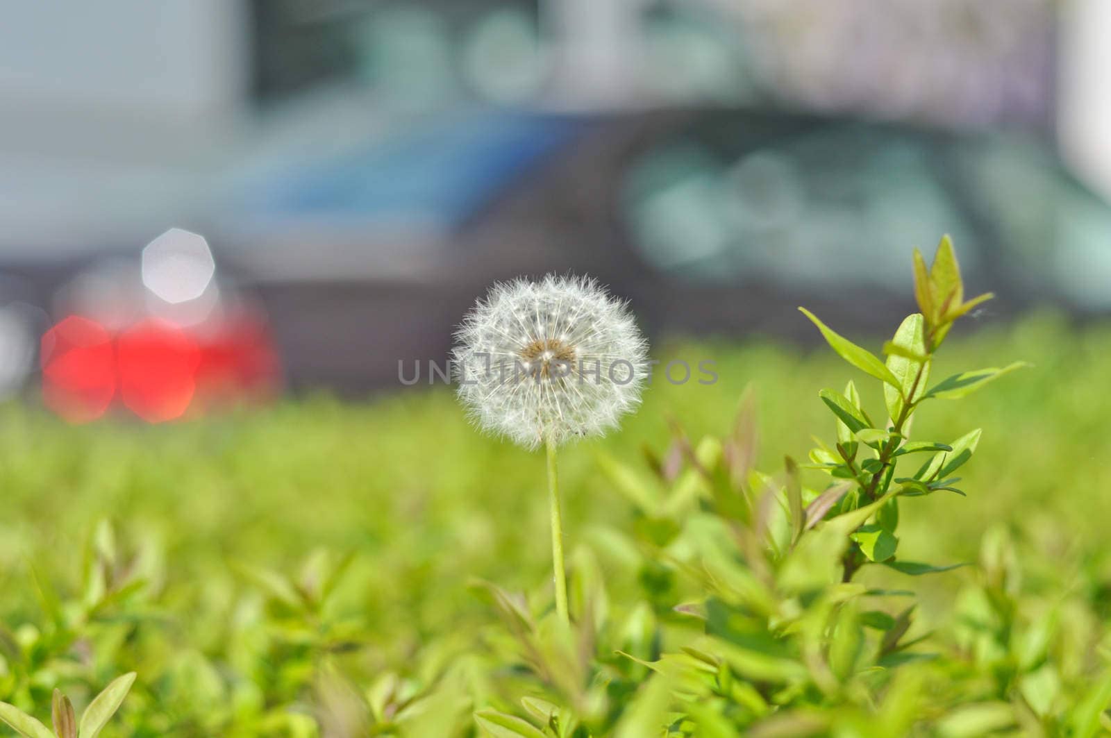 white dandelion on a background of green grass and blur car on a sunny day