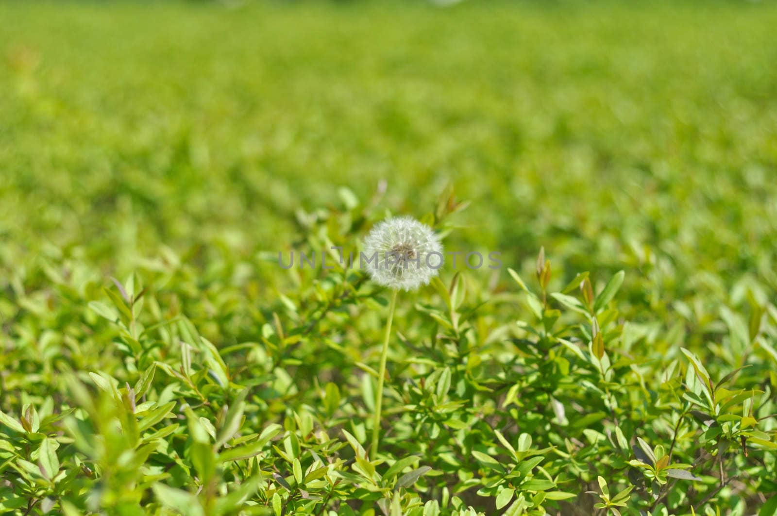 white dandelion on a background of green grass on a sunny day