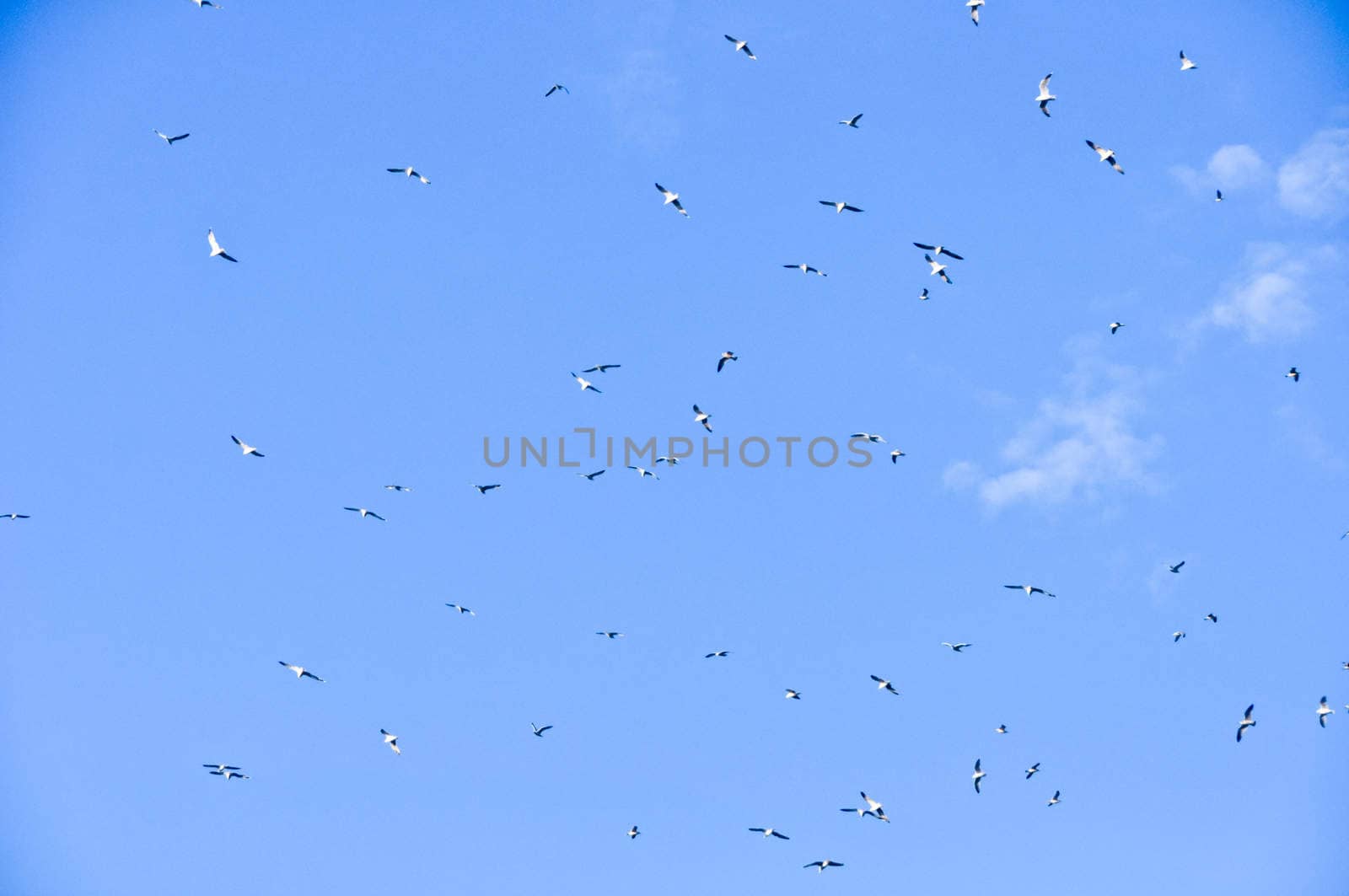 large flock of birds in the blue sky by vlaru