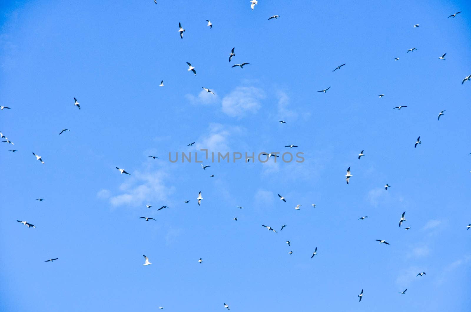 large flock of birds in the blue sky by vlaru