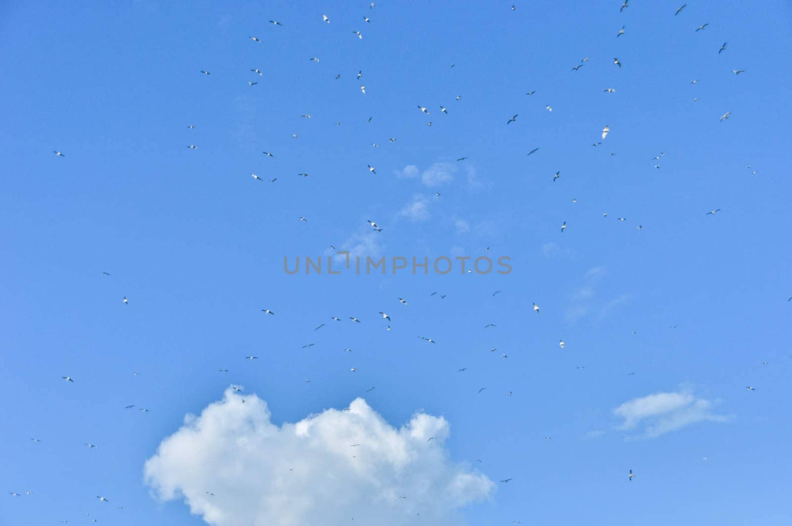 large flock of birds in the blue sky