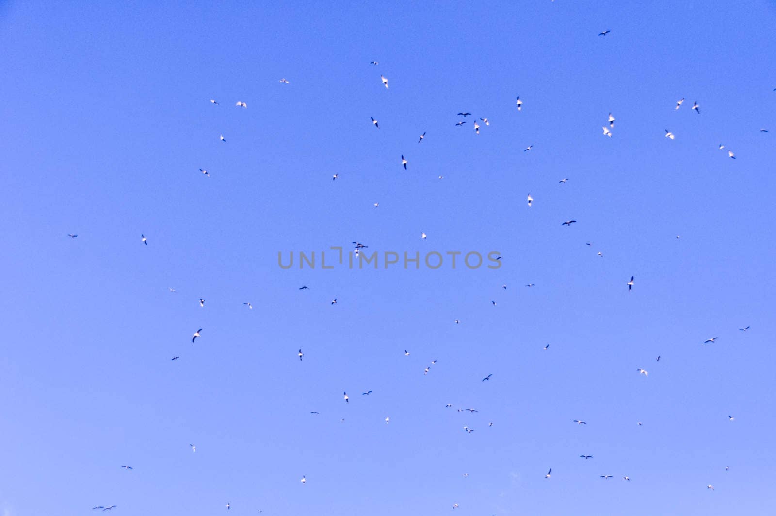 large flock of birds in the blue sky