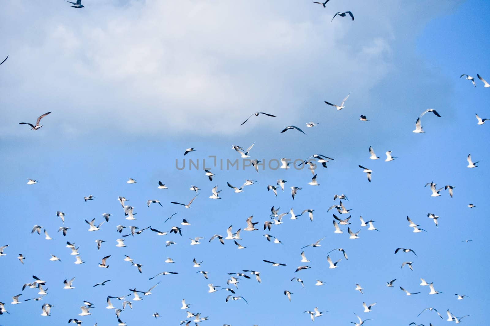 large flock of birds in the blue sky