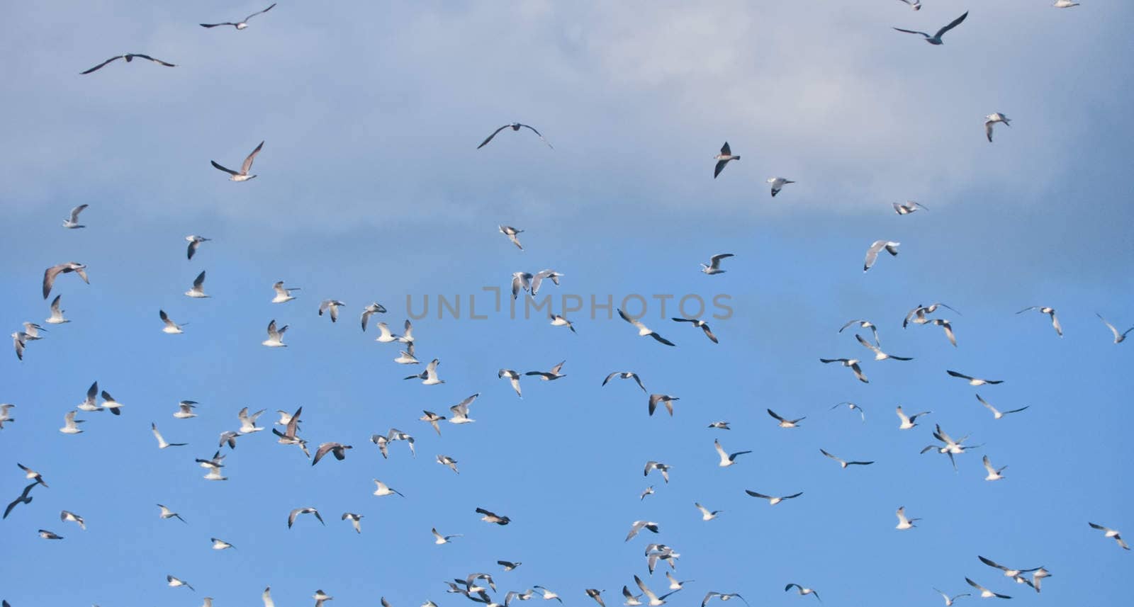 large flock of birds in the blue sky