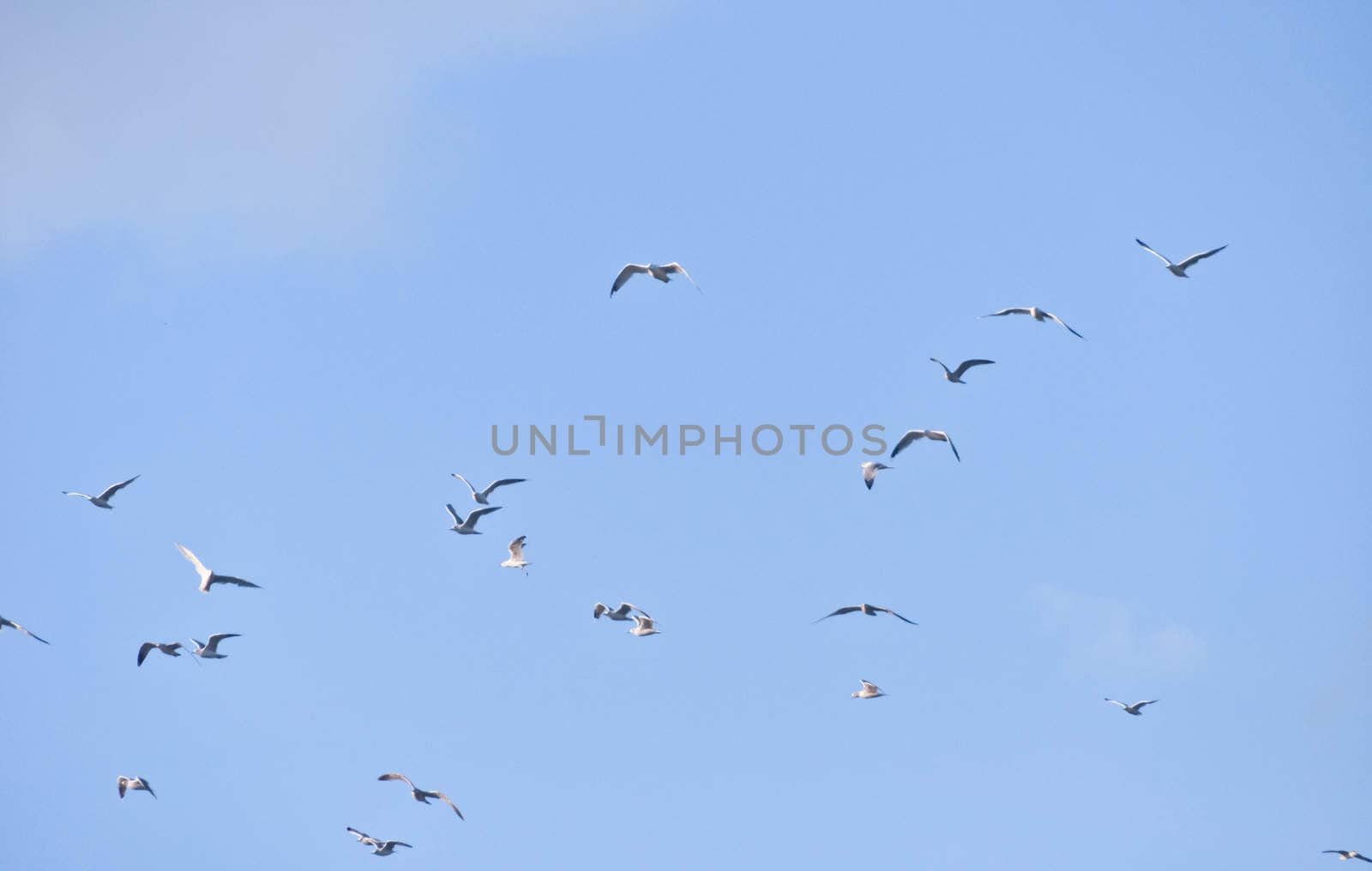 large flock of birds in the blue sky