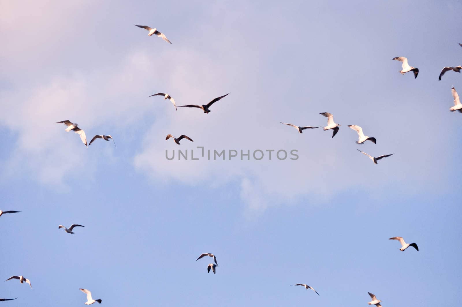 large flock of birds in the blue sky