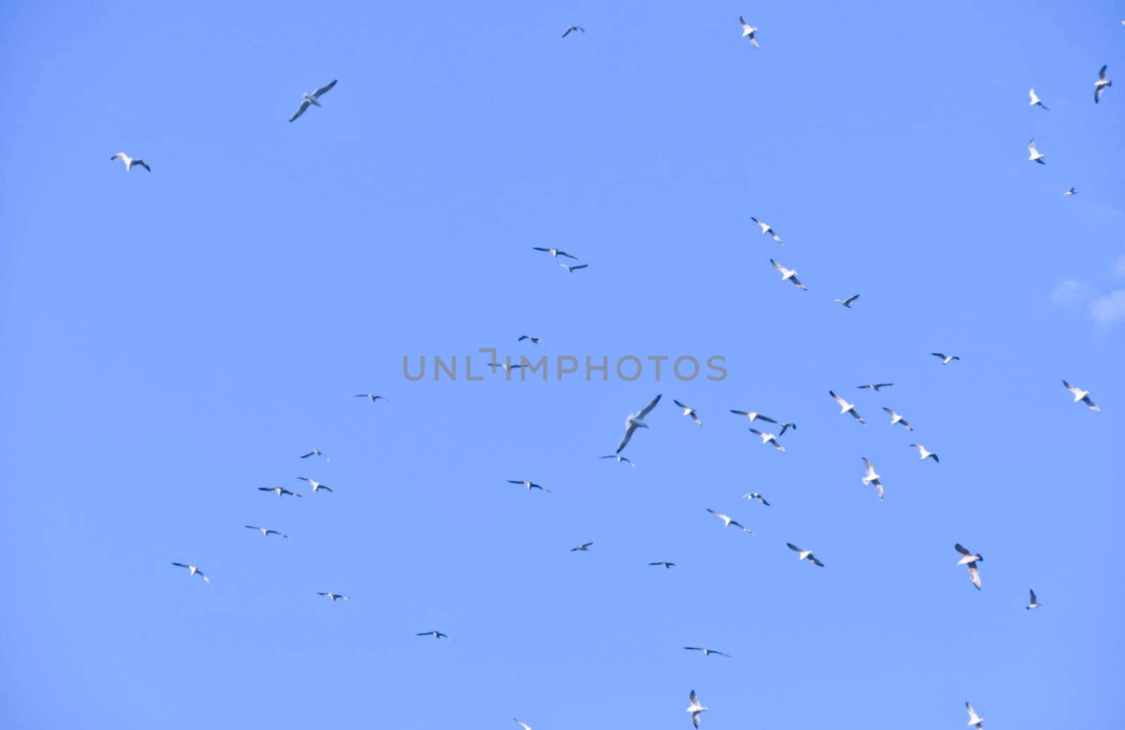 large flock of birds in the blue sky