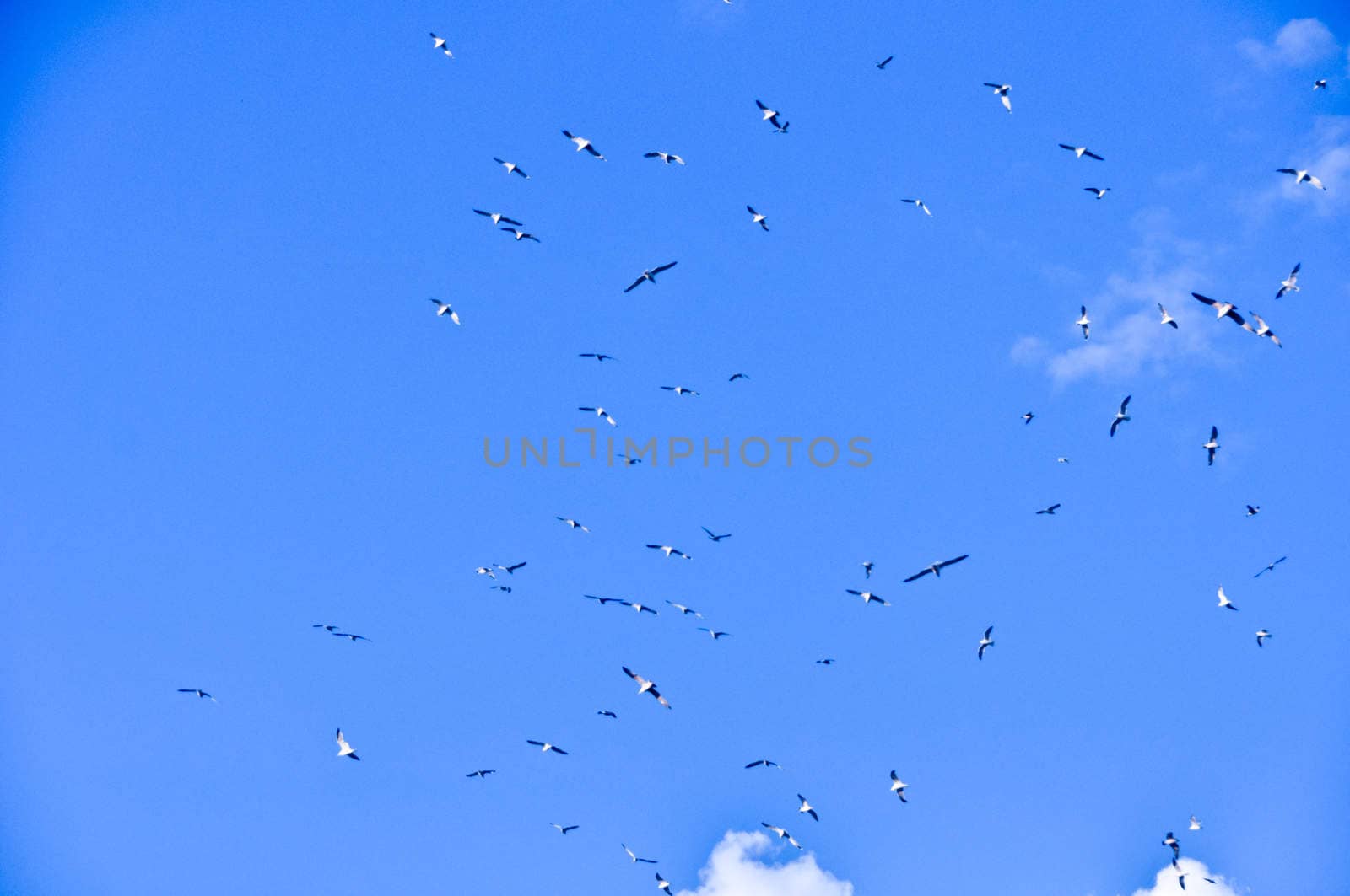 large flock of birds in the blue sky