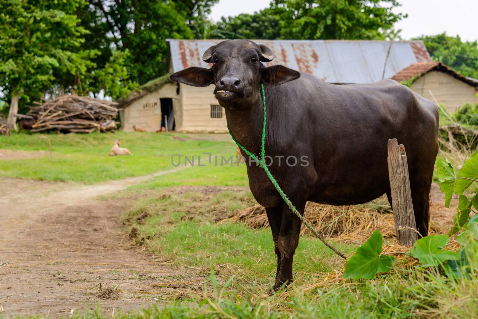 Buffalo in a farm in Terai, Nepal