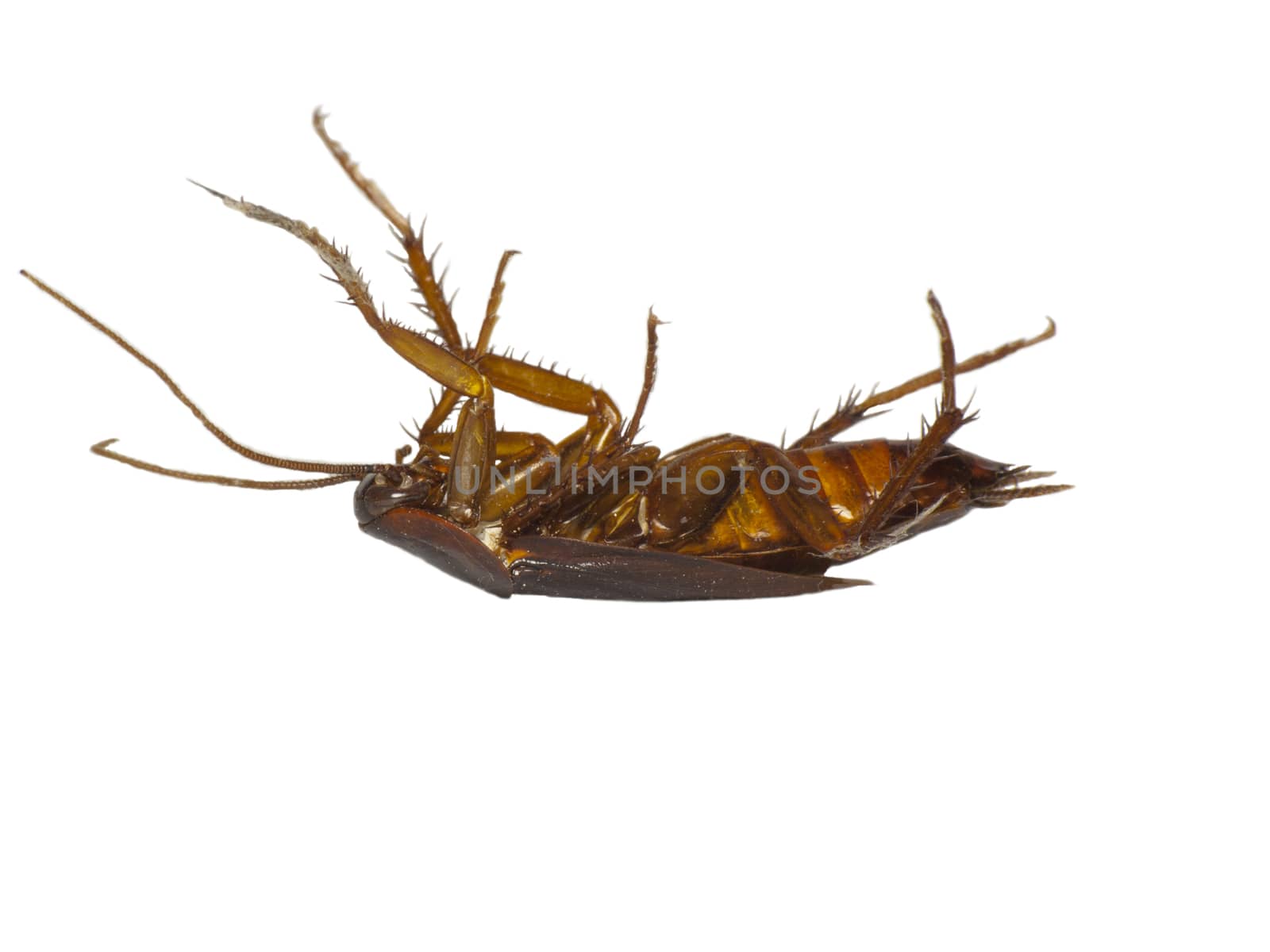 Dead cockroach isolated  by Kidza