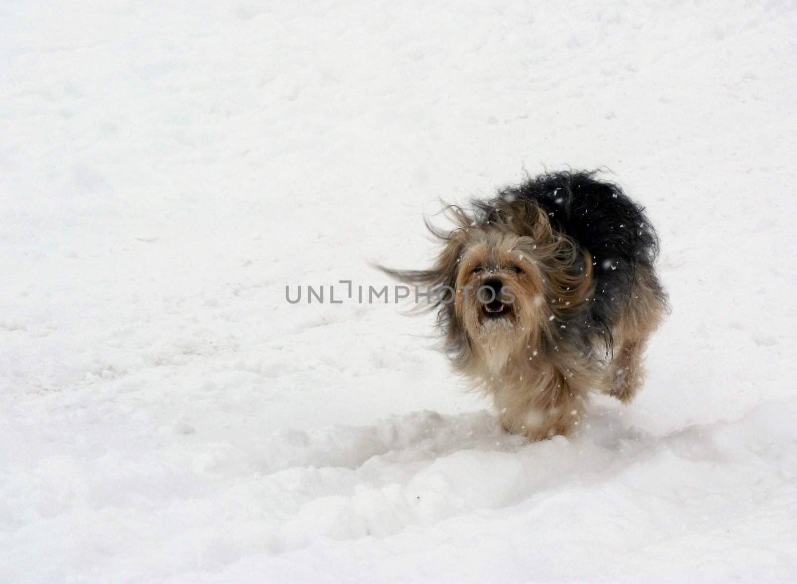 Dog runs in the snow