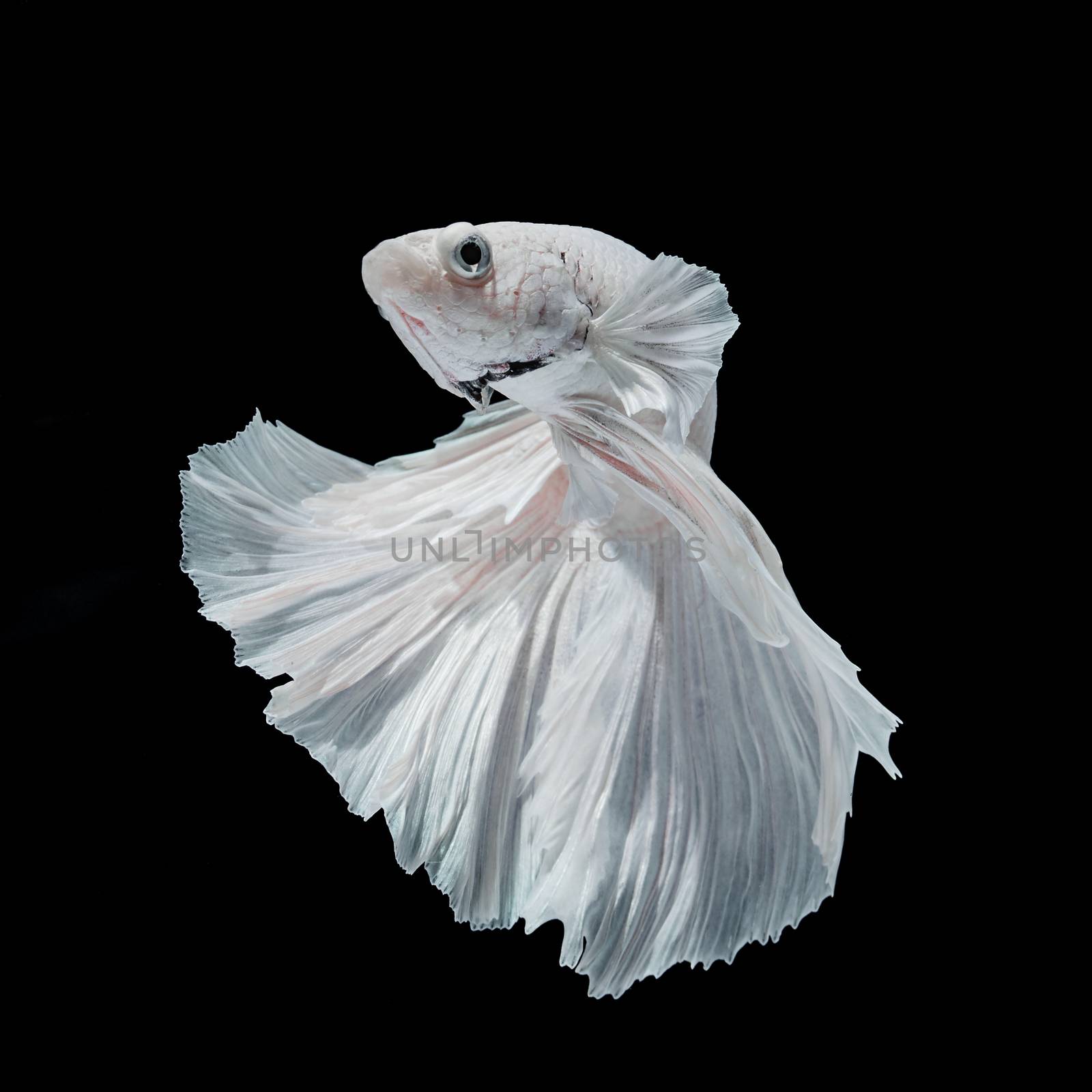 Betta fish, siamese fighting fish, betta splendens  isolated on black background