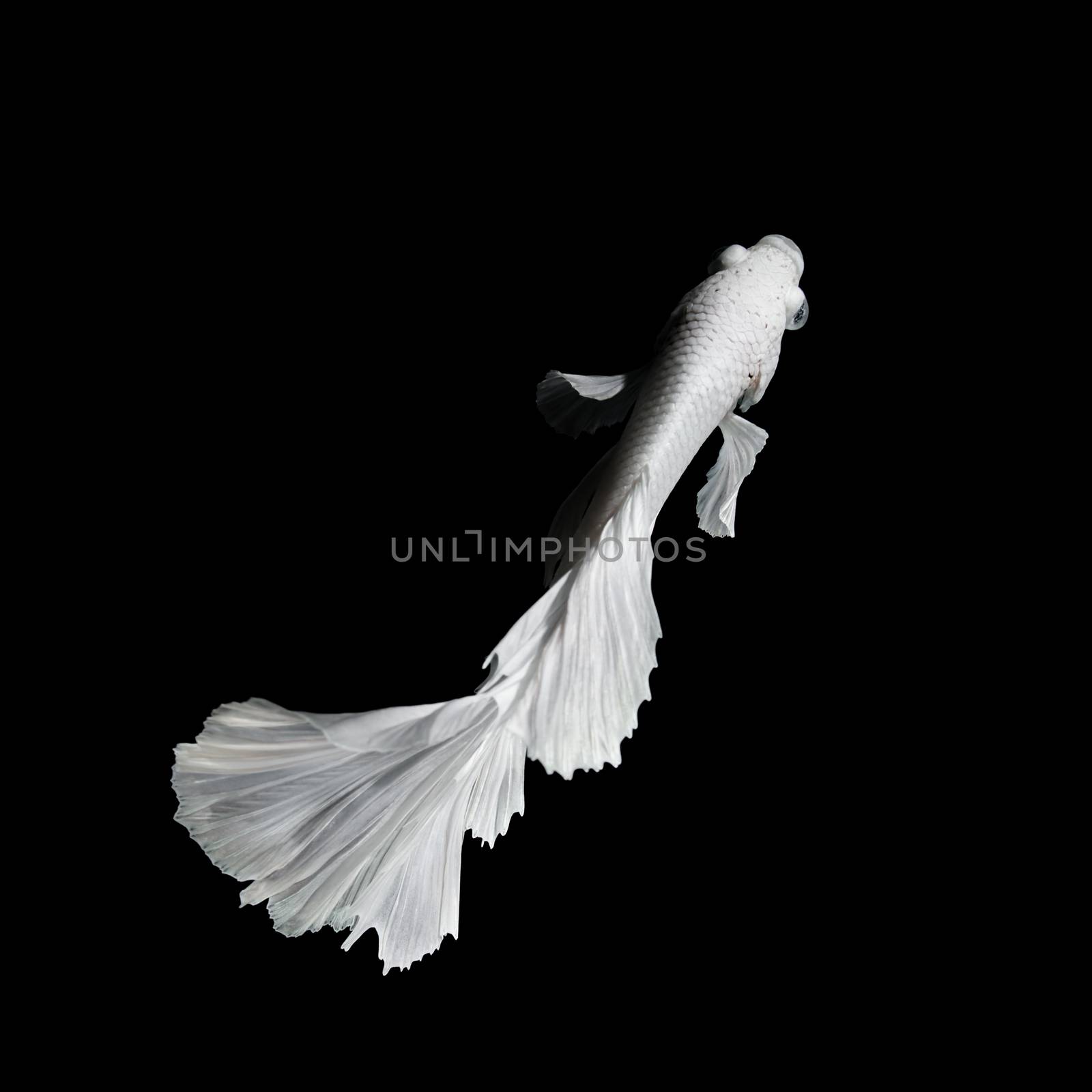 Betta fish, siamese fighting fish, betta splendens  isolated on black background