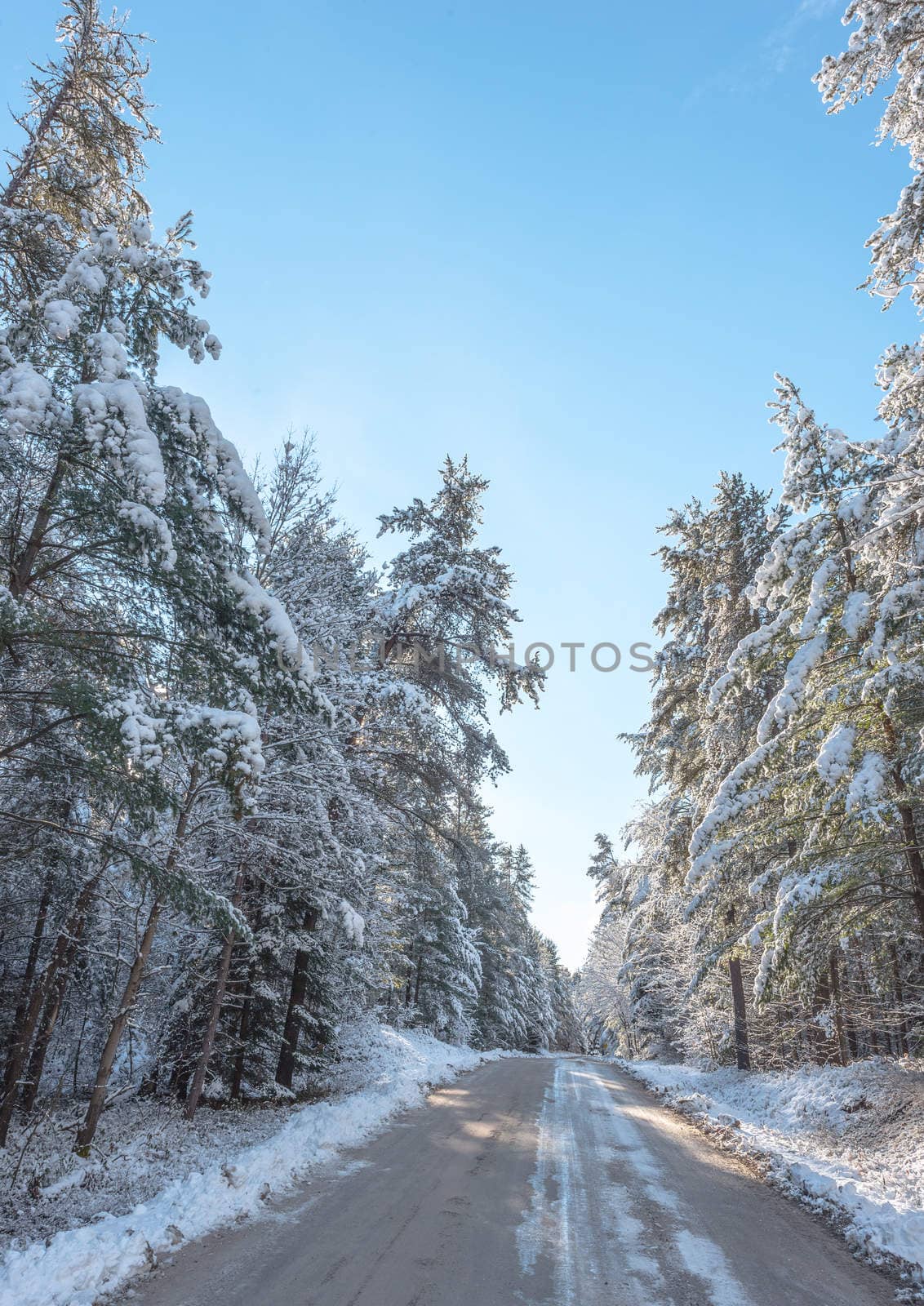 Snow covered pines - beautiful forests along rural roads. by valleyboi63