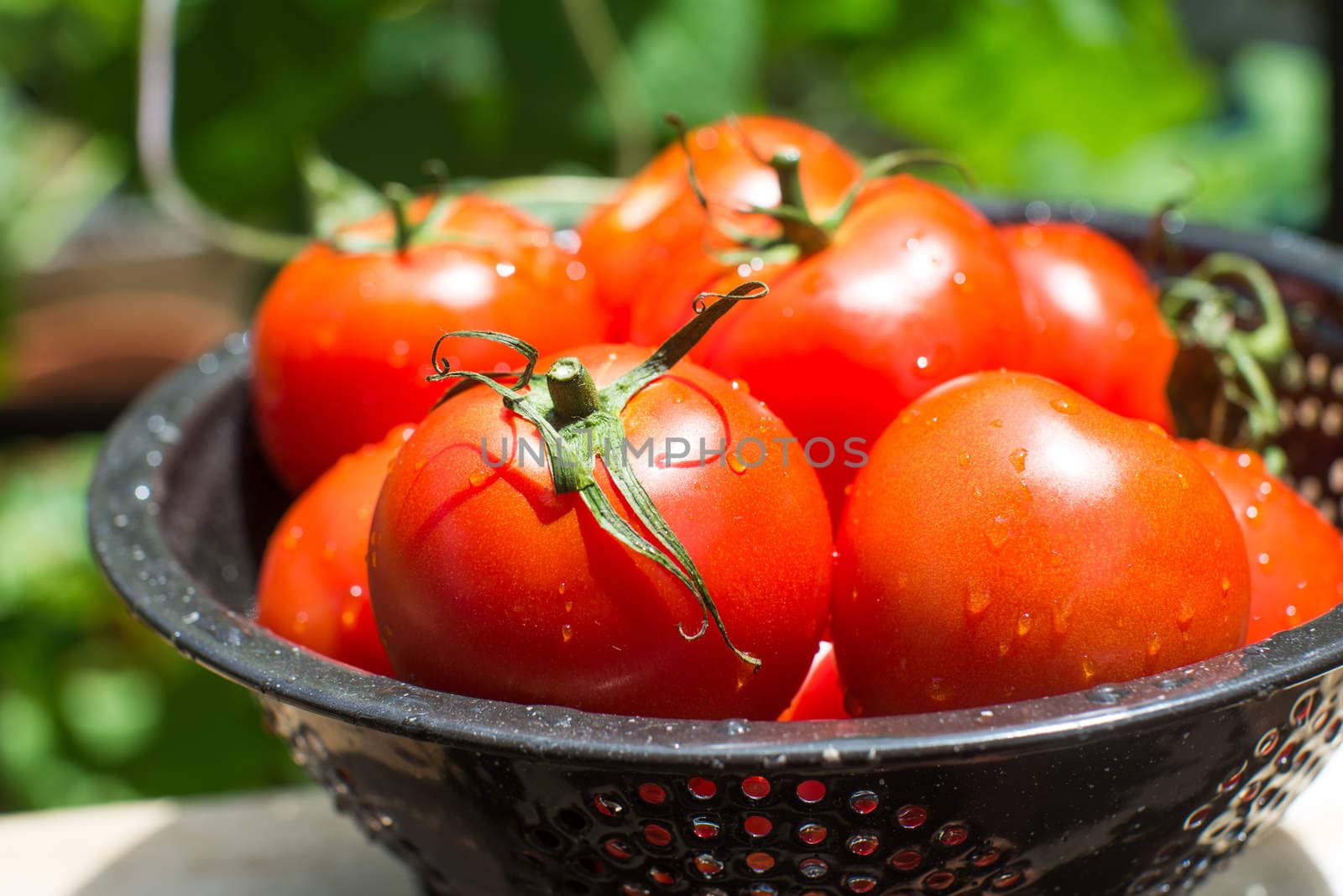 Fresh red garden tomtoes raw ingredient healthy