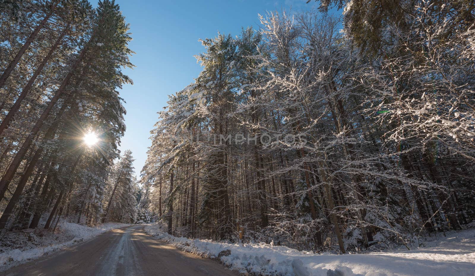 Bright sunny and frosty winter morning finds the forests draped frozen in fresh fallen snow.