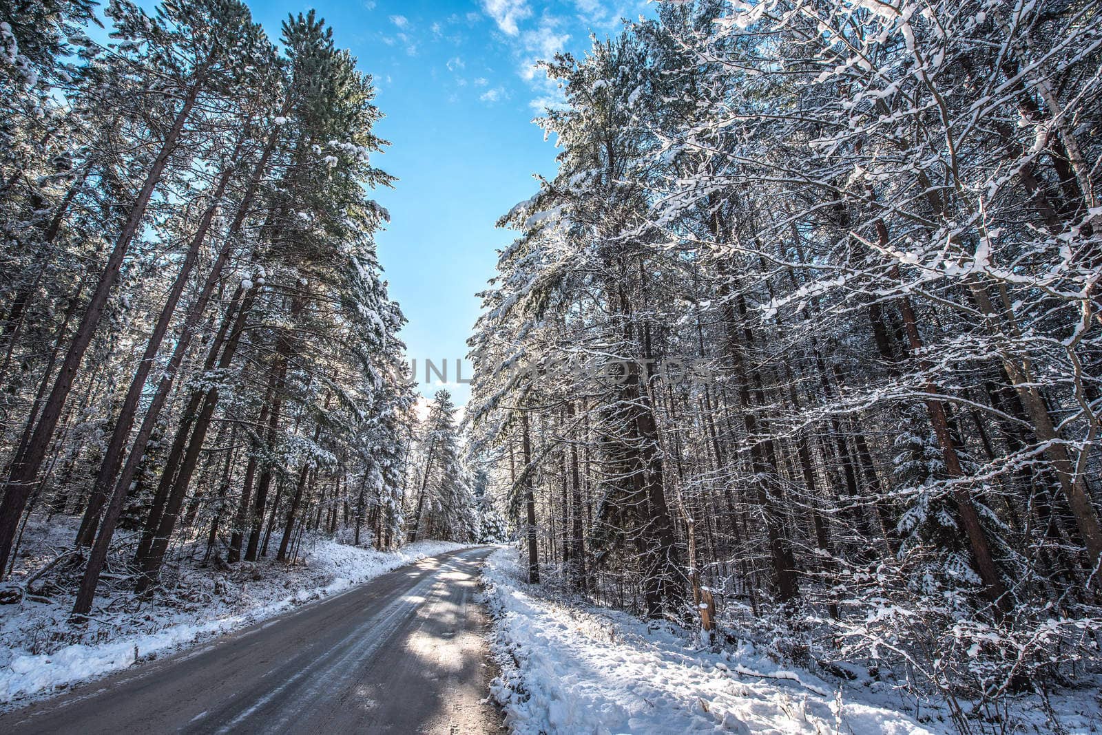 Bright sunny and frosty winter morning finds the forests draped frozen in fresh fallen snow.