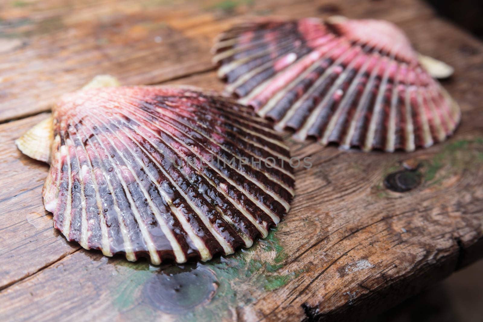 Wet scallop shells with drops on wooden background