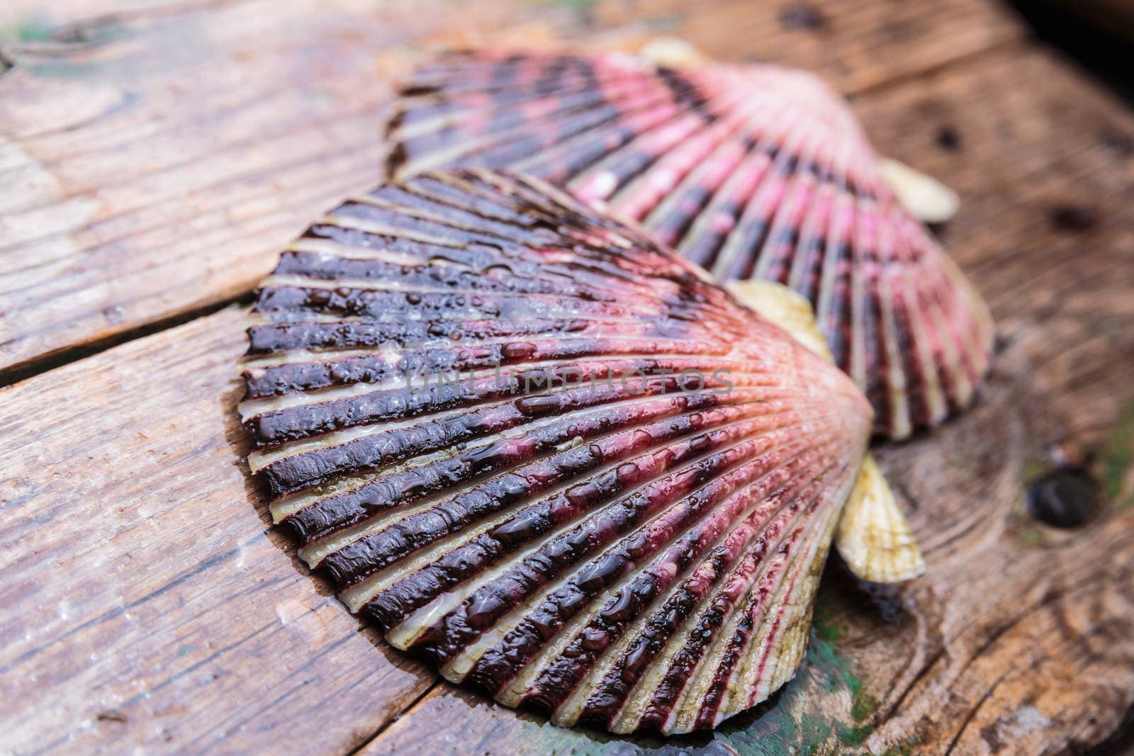 Wet scallop shells on wooden background by mrakor