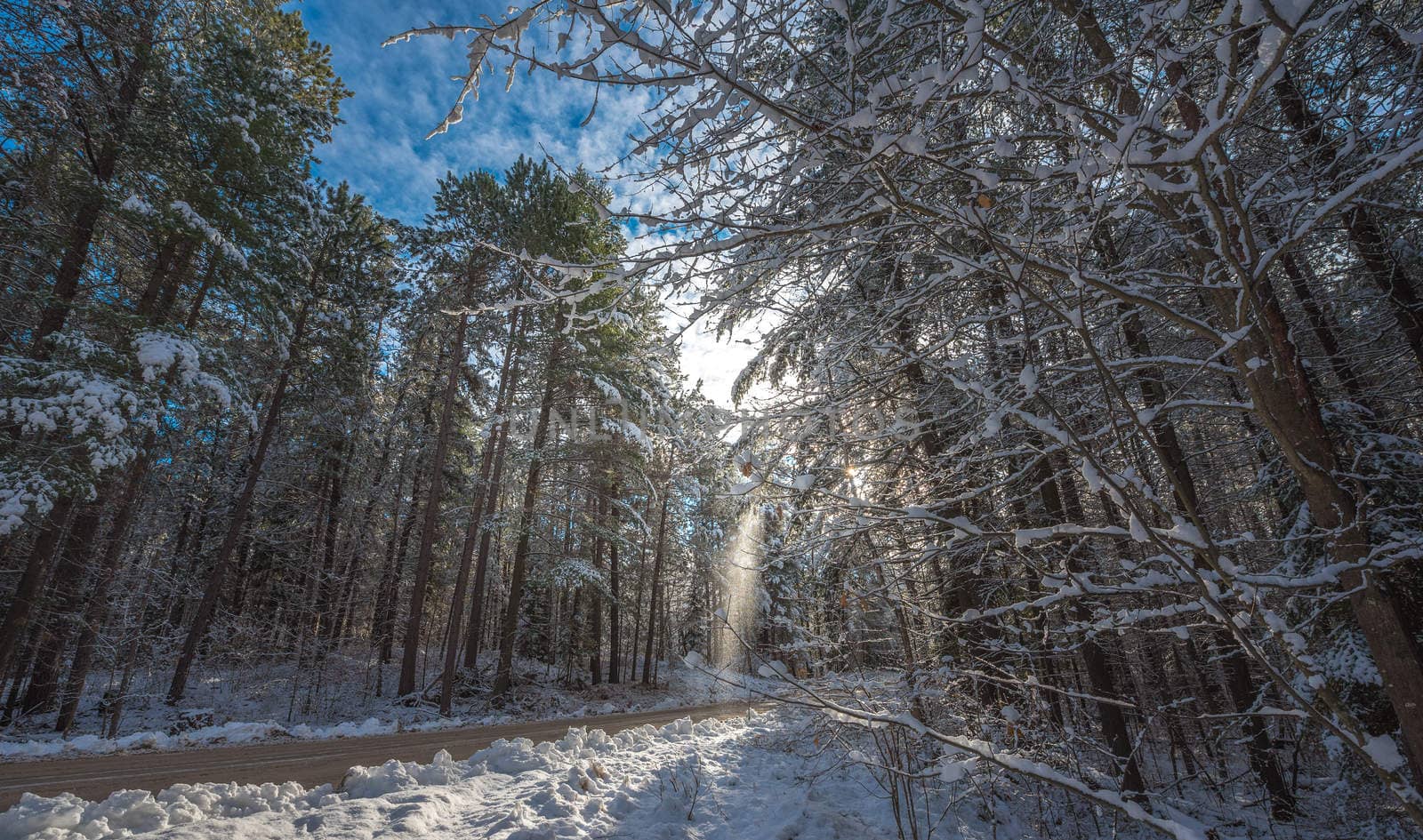 The sun provides a backlit view of snow falling from a branch of a pine tree.  Frosty winter morning, forests draped in frozen snow.