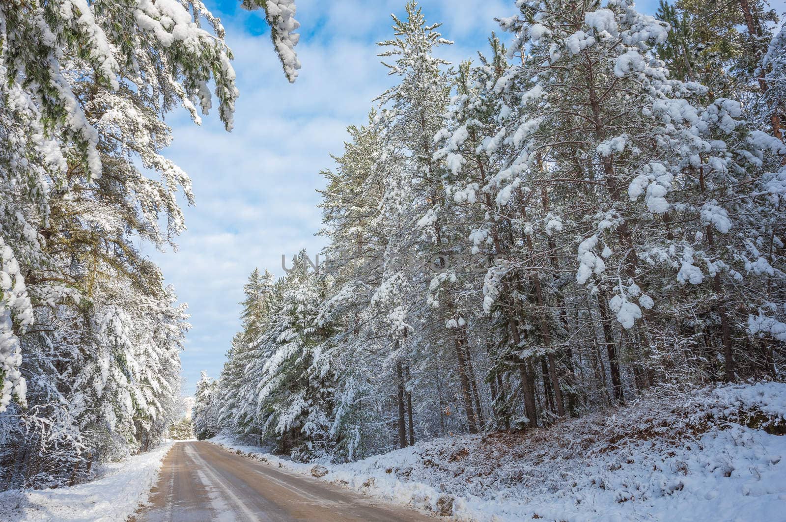 Snow covered pines - beautiful forests along rural roads. by valleyboi63