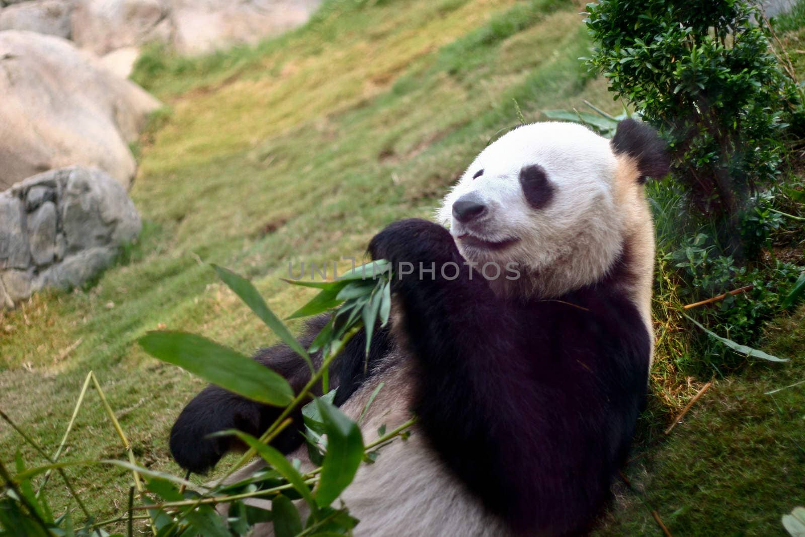 Giant panda by yayalineage