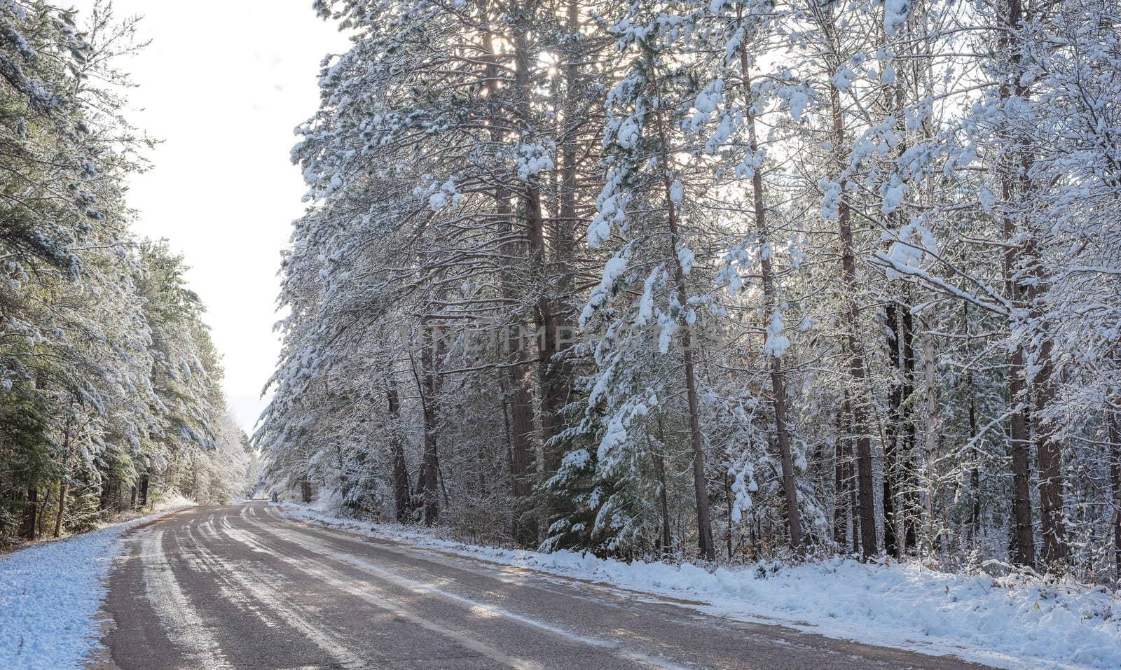 Bright sunny and frosty winter morning finds the forests draped frozen in fresh fallen snow.