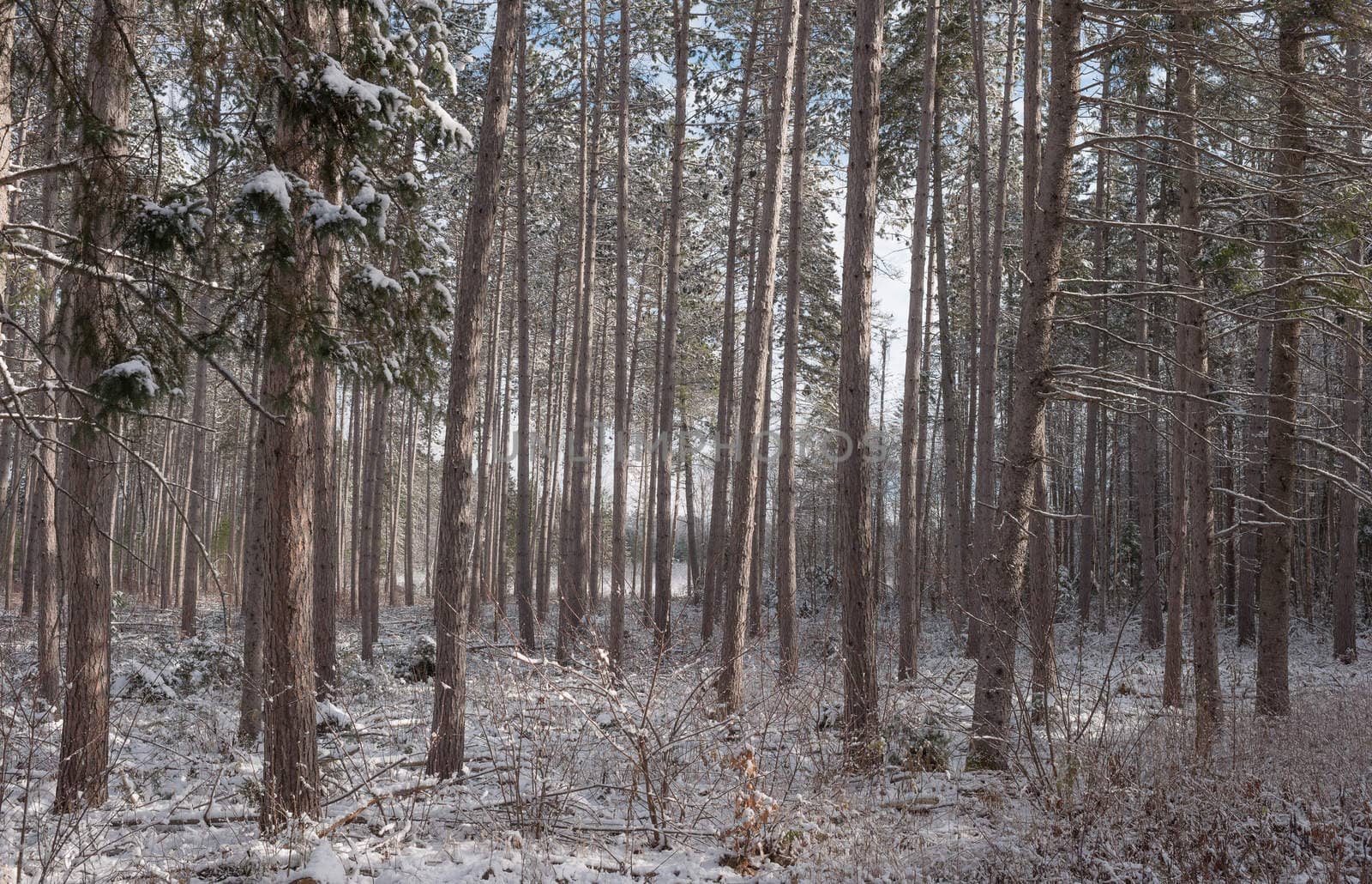 Peering through a forest of pines. by valleyboi63