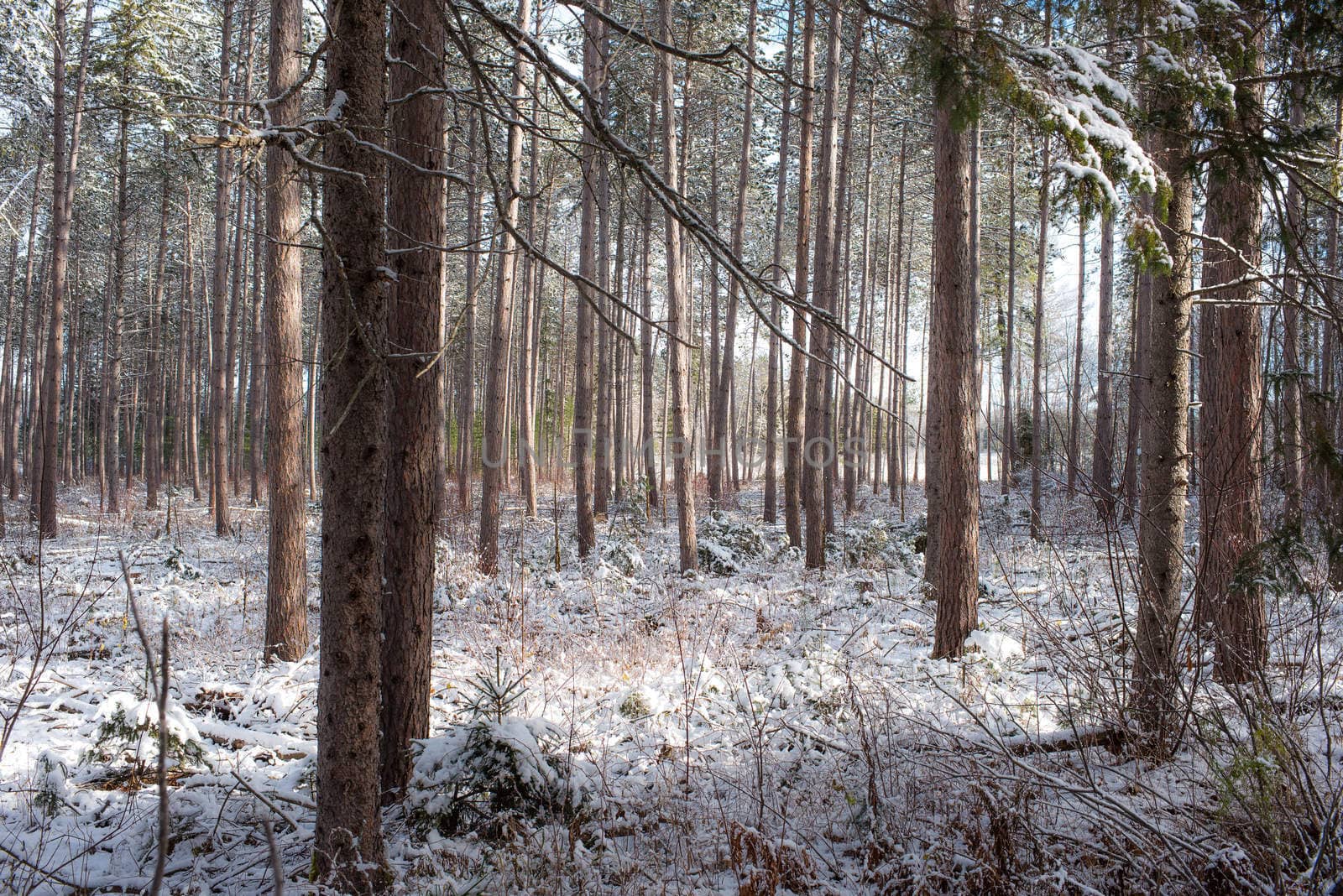 Bright frosty winter morning amongst tall pines in a forest.  Branches and boughs draped frozen in snow.