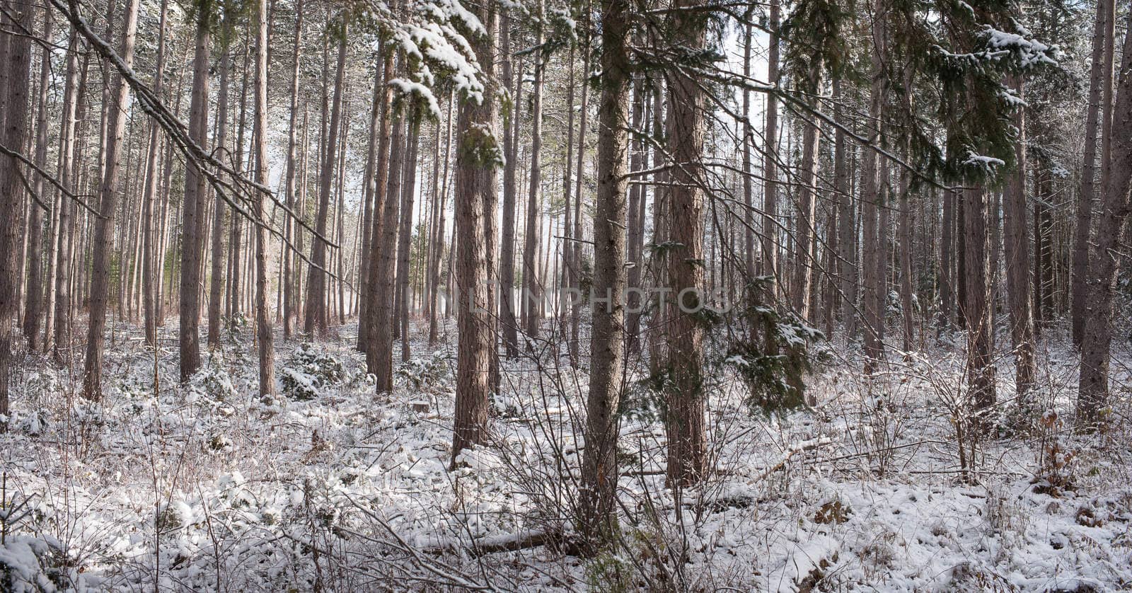 Bright frosty winter morning amongst tall pines in a forest.  Branches and boughs draped frozen in snow.