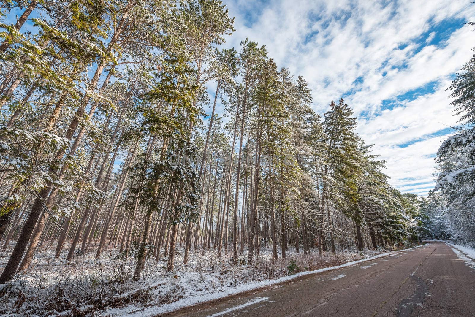 Snow covered pines - beautiful forests along rural roads. by valleyboi63