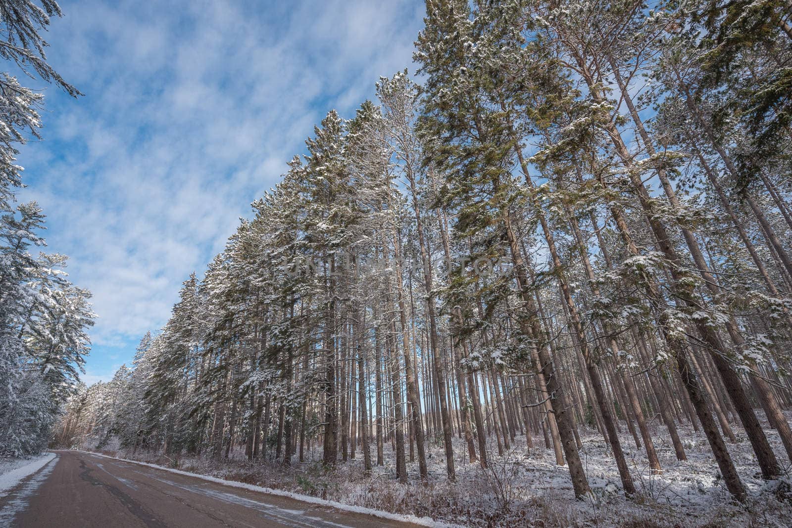 Bright sunny and frosty winter morning finds the forests draped frozen in fresh fallen snow.