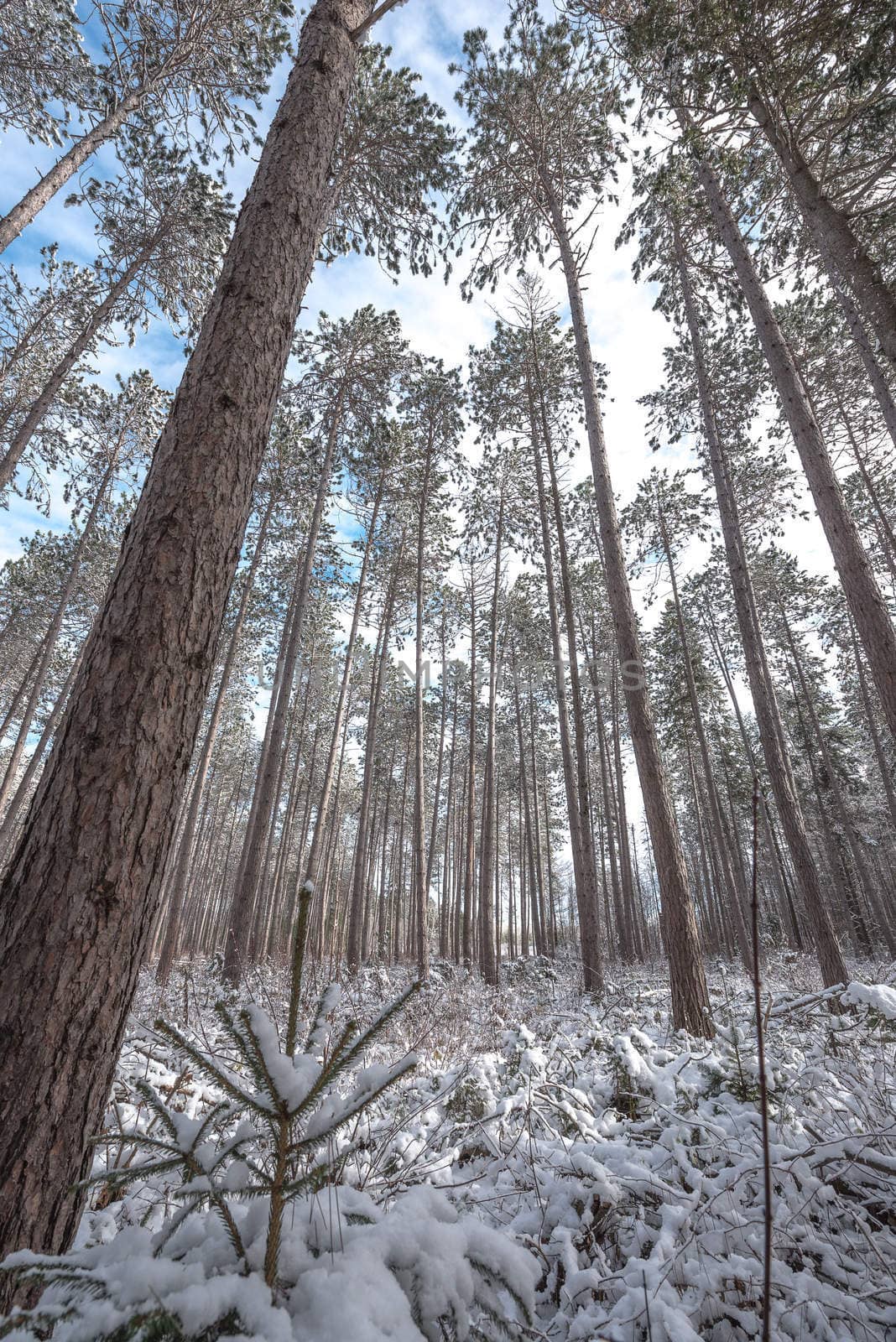 Peering through a forest of tall pines. by valleyboi63