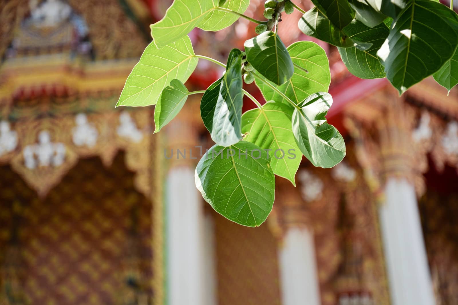 Bodhi Tree and Thai temple by Magneticmcc