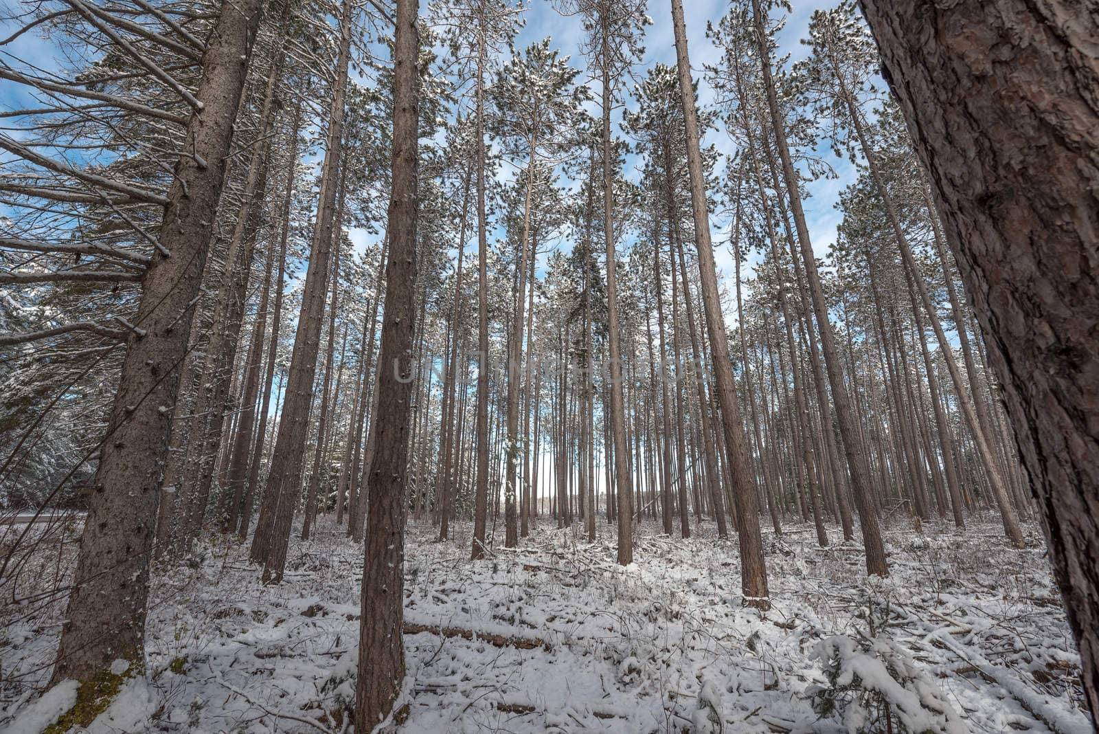 Bright frosty winter morning amongst tall pines in a forest.  Branches and boughs draped frozen in snow.