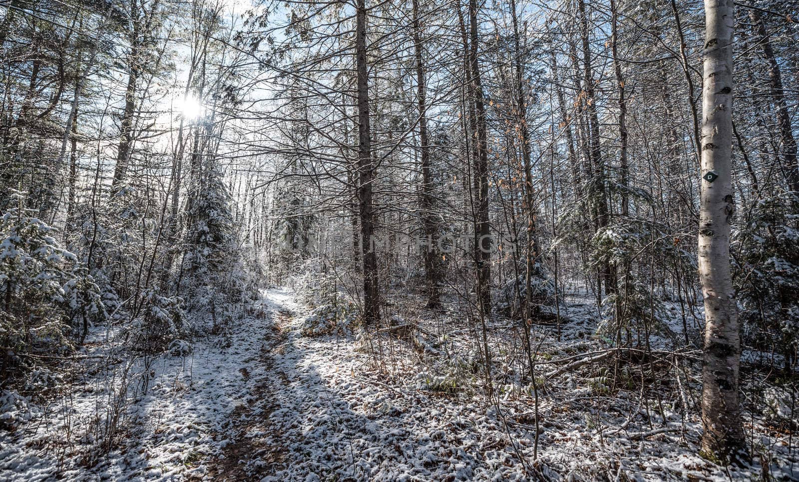 Light winter snow along a nature trail. by valleyboi63