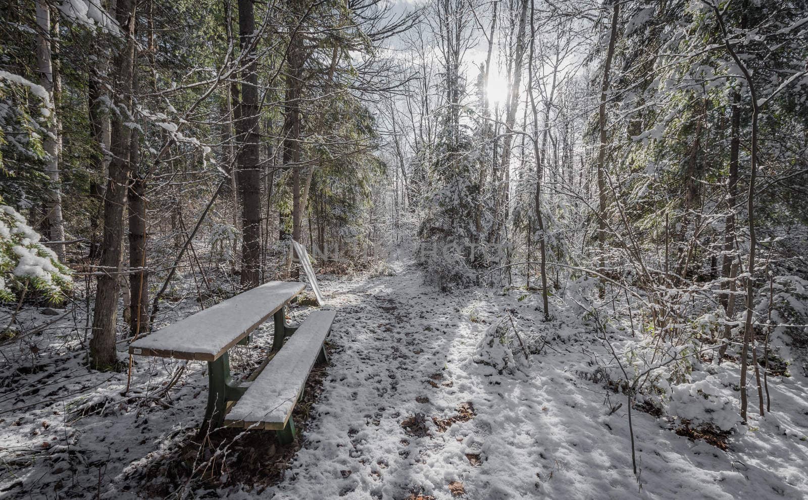 A snow covered bench in the woods along a walking trail. - Foot path in winter woods. Fresh fallen snow with backlit trees on winter day.