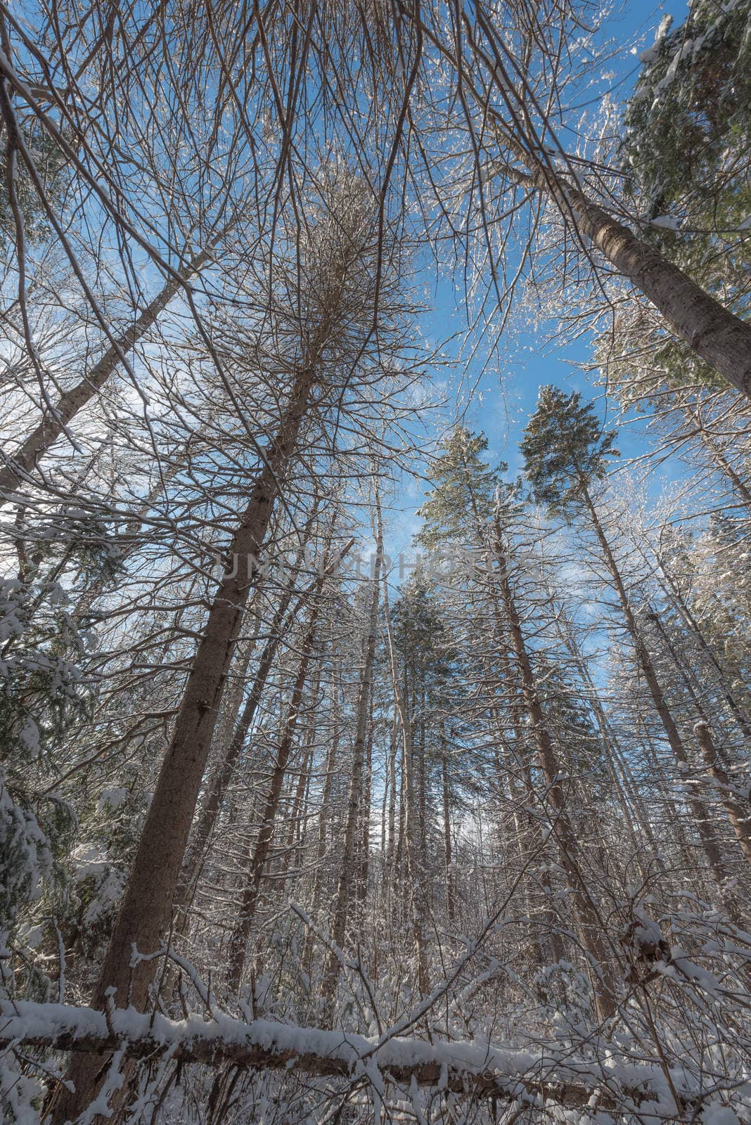 Peering through a forest of tall pines. by valleyboi63