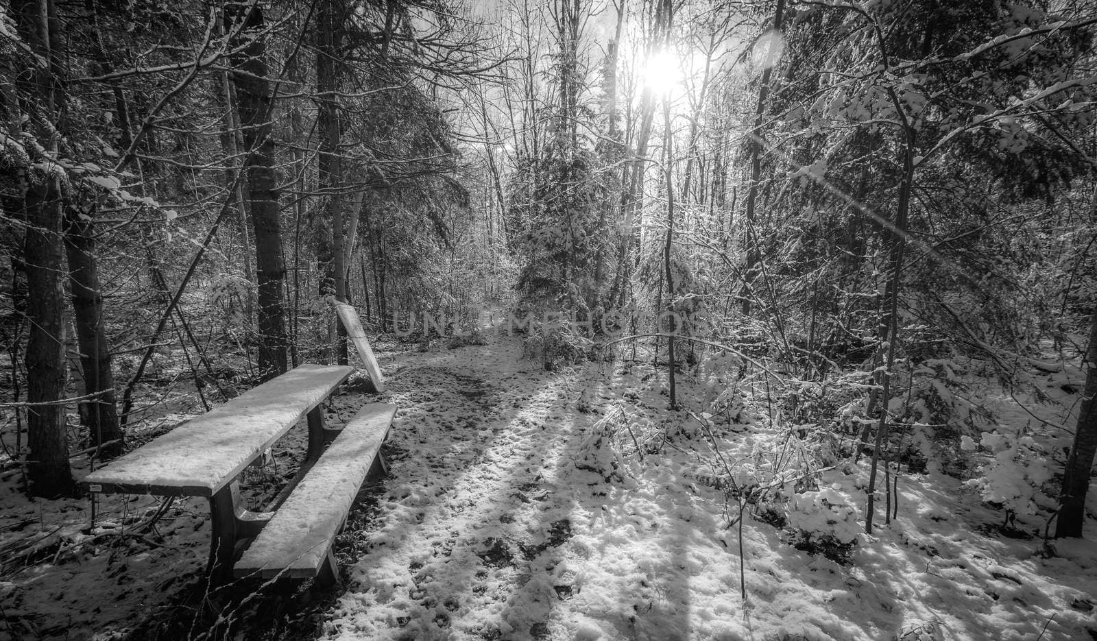 Bench in the woods. by valleyboi63