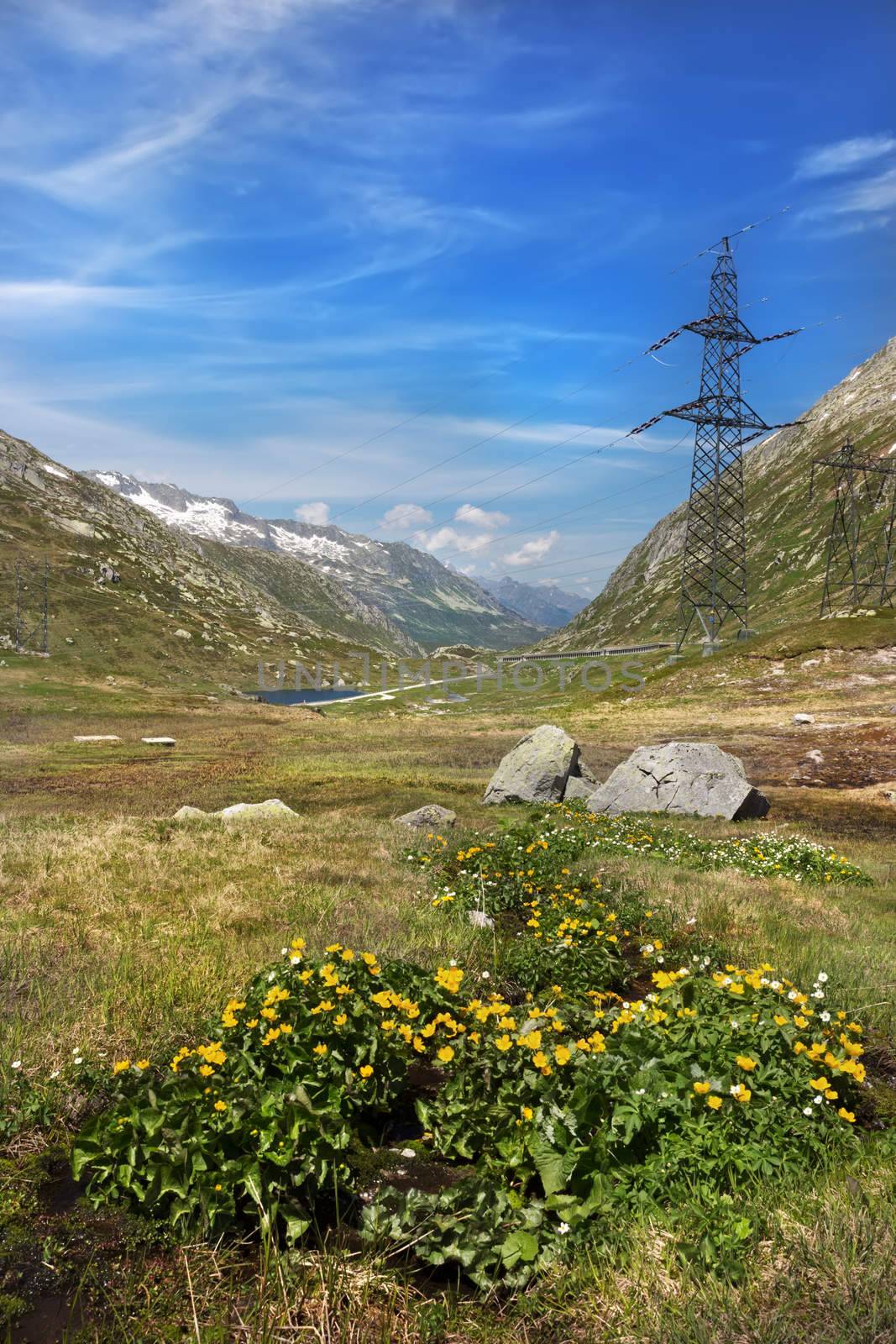 Flowers at Gotthard pass road, Alps, Switzerland