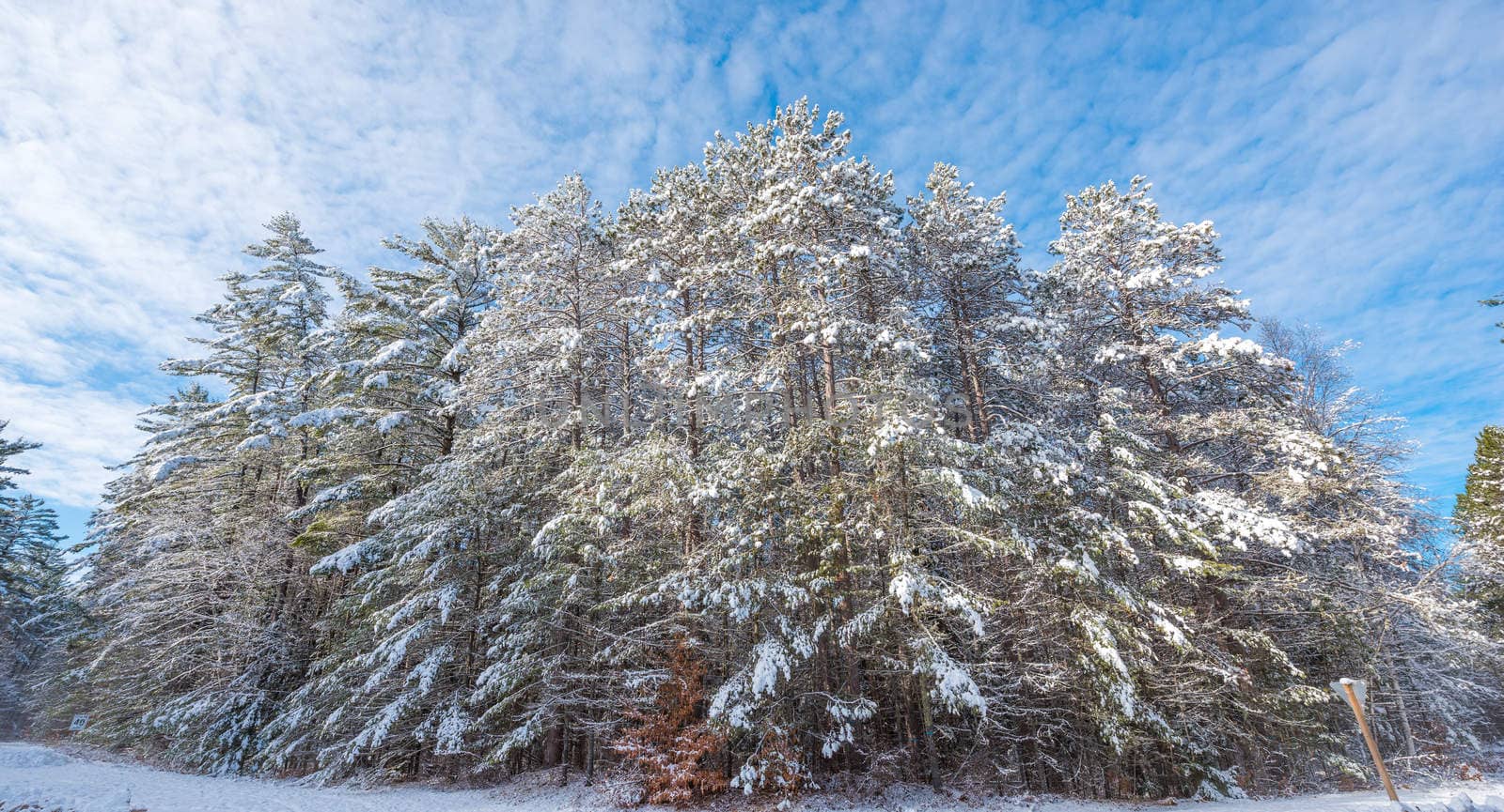Bright sunny, frosty winter morning finds tall pine forests lightly covered in fresh fallen snow.