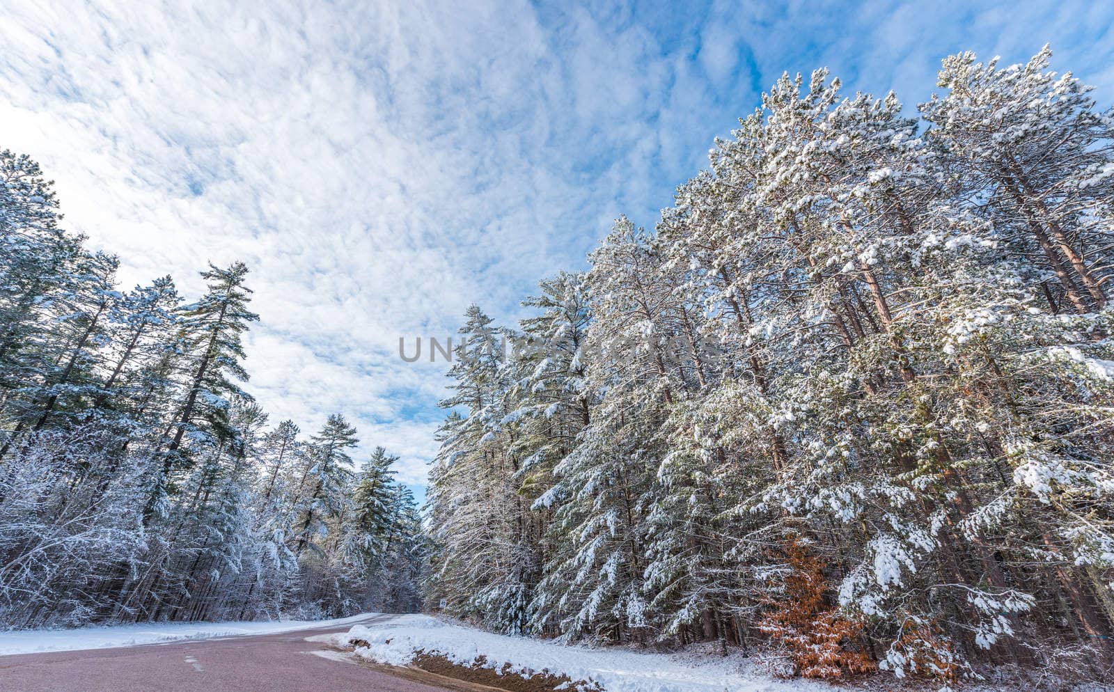 Bright sunny, frosty winter morning finds tall pine forests lightly covered in fresh fallen snow.