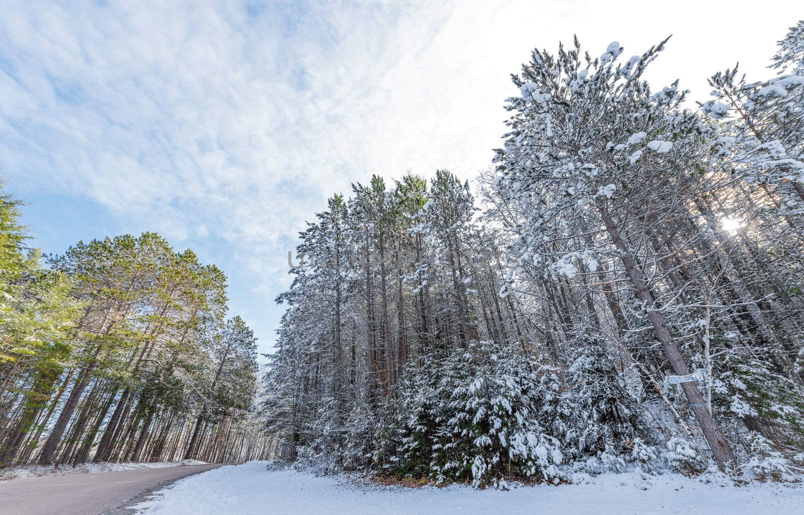 Snow covered pines - beautiful forests along rural roads. by valleyboi63