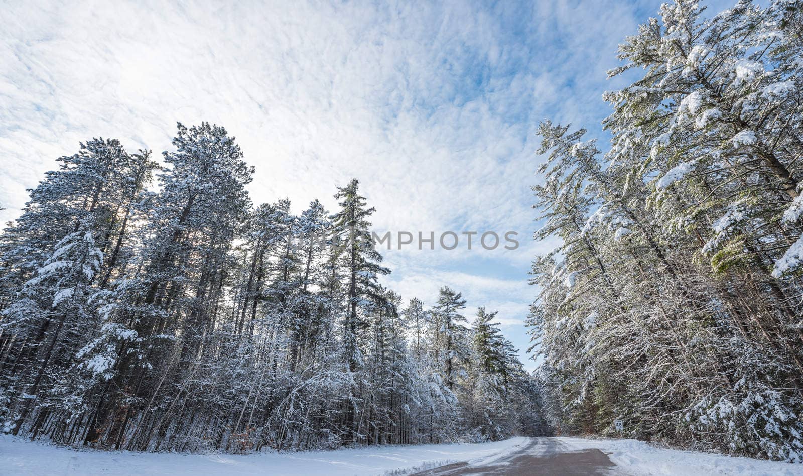 Snow covered pines - beautiful forests along rural roads. by valleyboi63