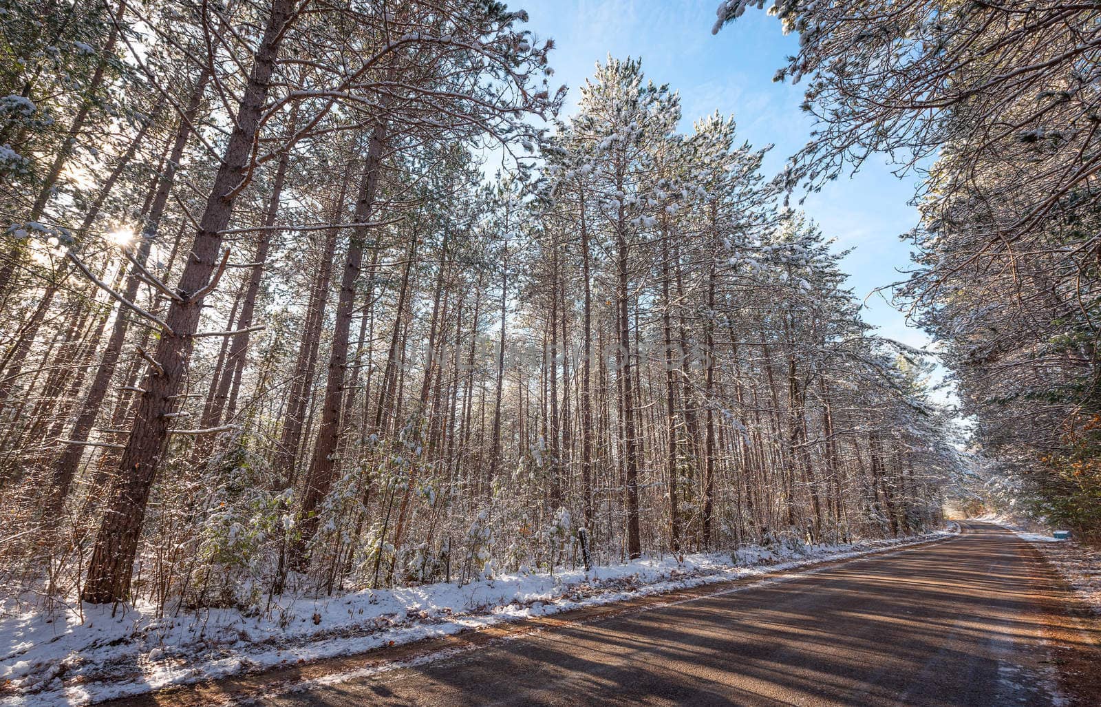 Snow covered pines - beautiful forests along rural roads. by valleyboi63