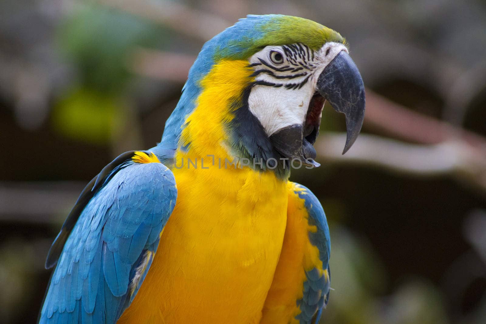 Blue and Yellow Macaw squaking