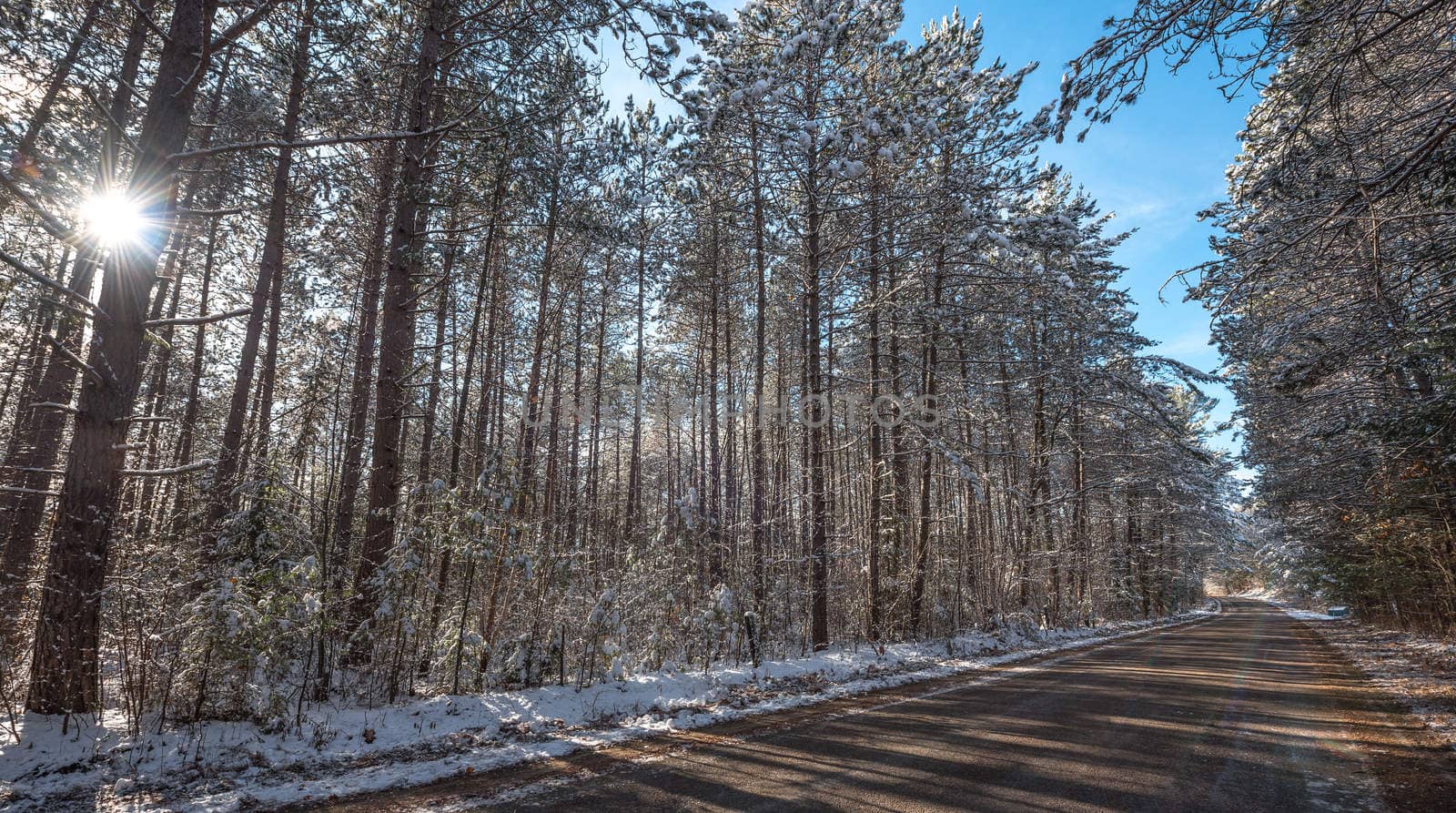 sun shines through the forest, frosty winter morning finds tall pine forests lightly covered in fresh fallen snow.