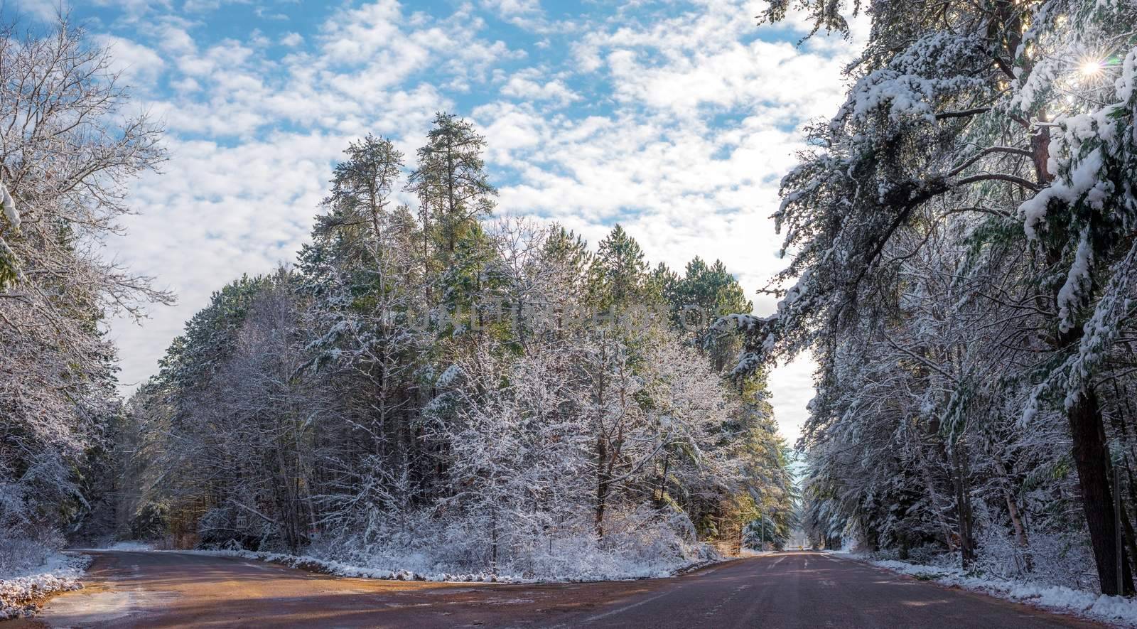 Snow covered pines - beautiful forests along rural roads. by valleyboi63