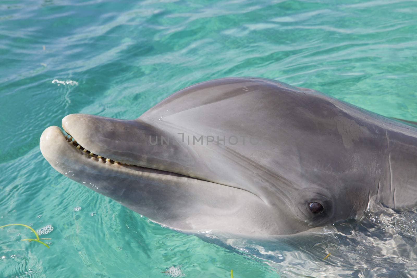Dolphin, Honduras by KylieEllway