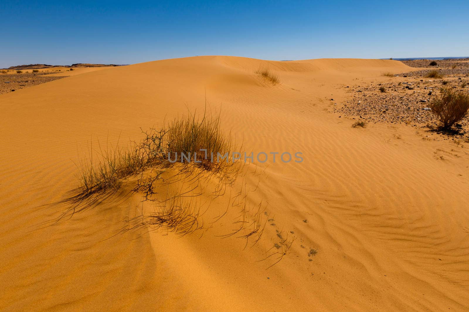 sand dune with grass by Mieszko9